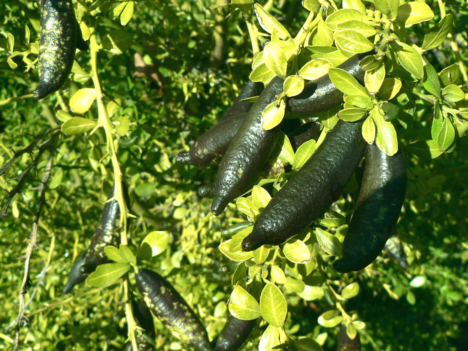 لیمو انگشتی استرالیایی